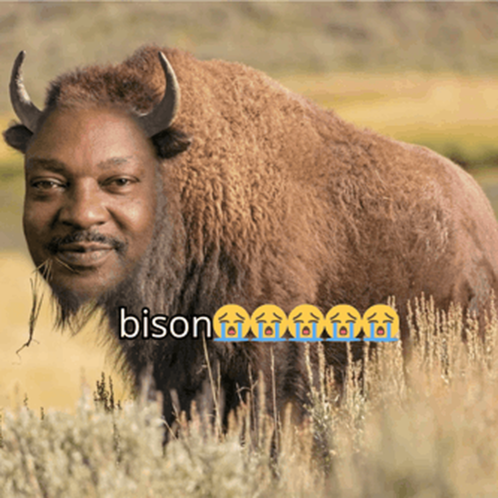 Bison